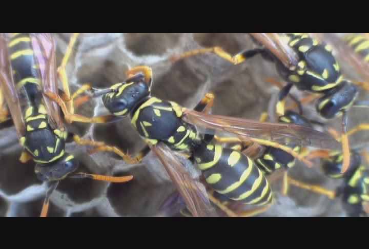 Thumbnail image for Expedition New England - The Wasp