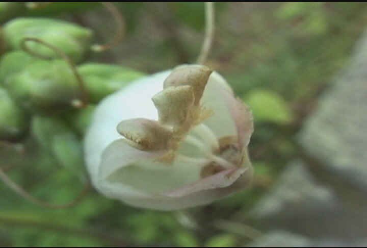 Expedition New England - White Mountains