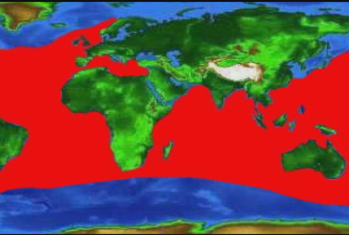 Expedition New England: Scuba New England