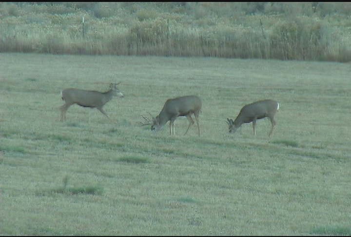 No Excuses Outdoors - Colorado Mule Deer Hunt and Late Season Archery Hunt