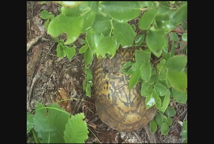 Expedition New England - A Piece of Africa in New England