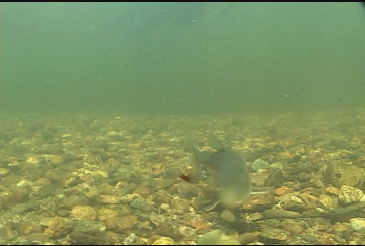 Expedition New England - Sweet New England