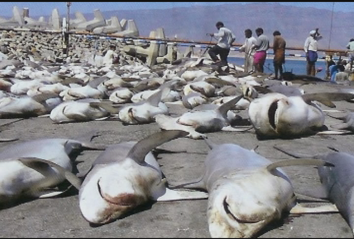 Expedition New England - The Last Blue Shark