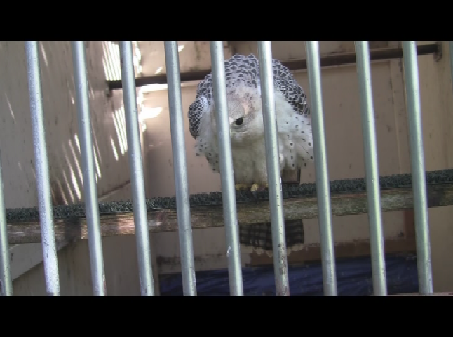 Thumbnail image for Animal Adventures Birds of Prey