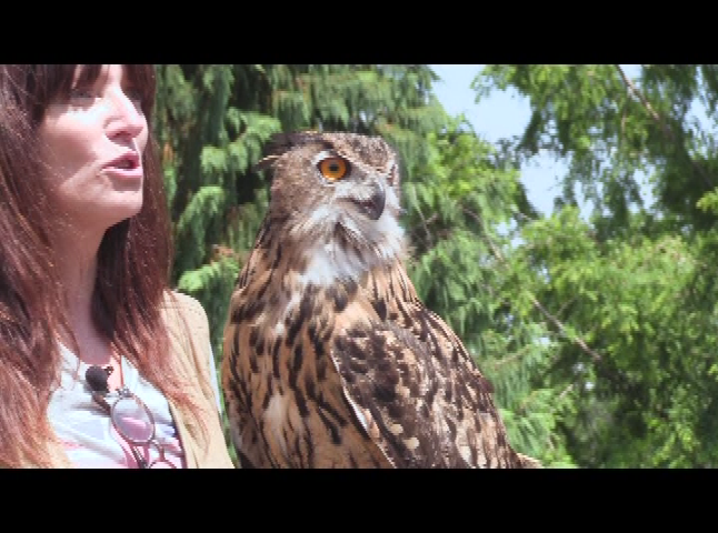 Thumbnail image for Churchills Garden's - Birds of Prey