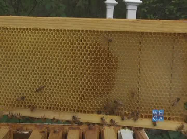 Buzz Around Bees Episode 4
