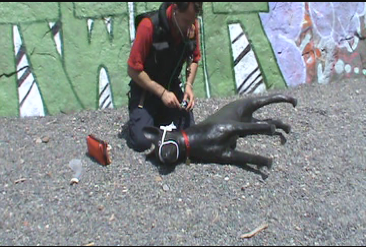 Animal House - Rapelling Segment Final