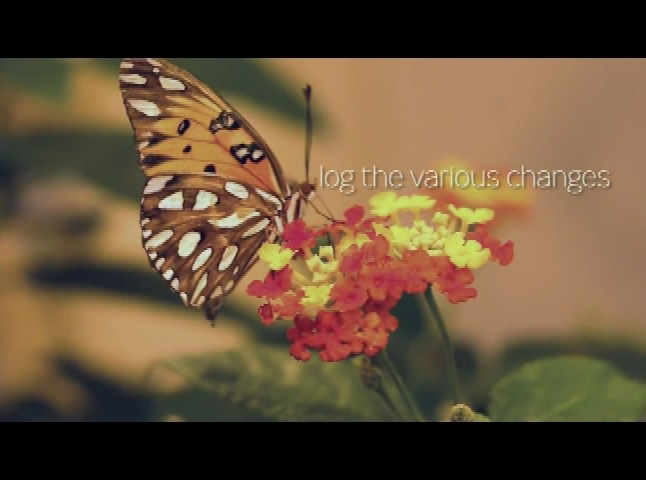 Thumbnail image for Secrets of Butterfly Wings Revealed