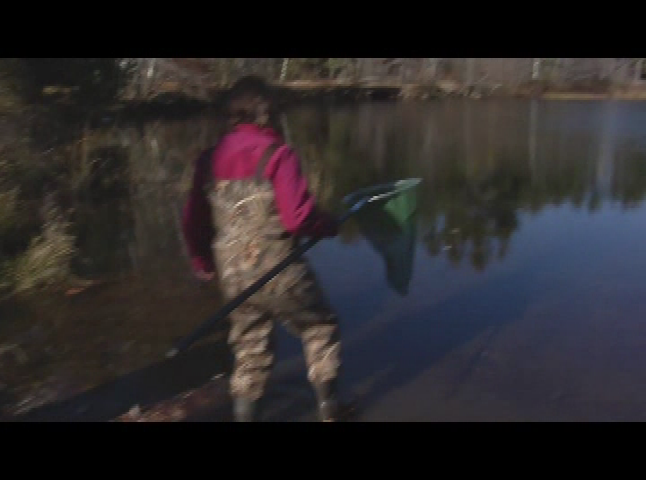 Thumbnail image for NH's WildSide Marsh