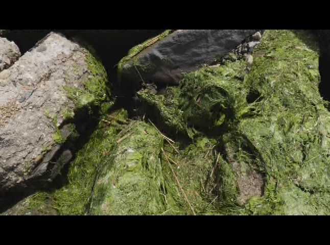 Thumbnail image for Research aims to predict limit harmful algal blooms