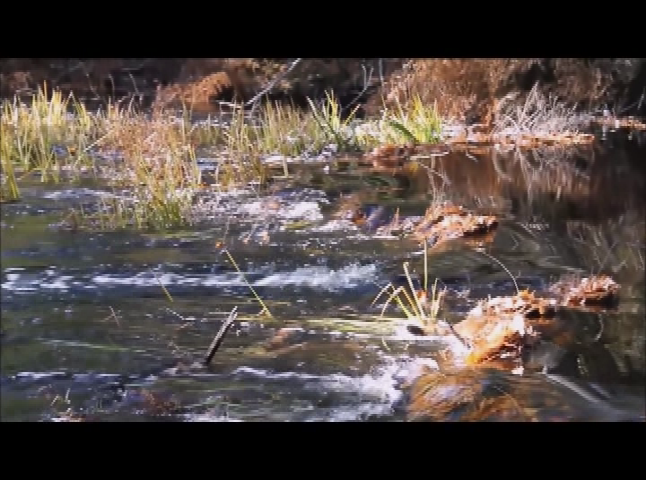 Protecting New Hampshire's Wetlands