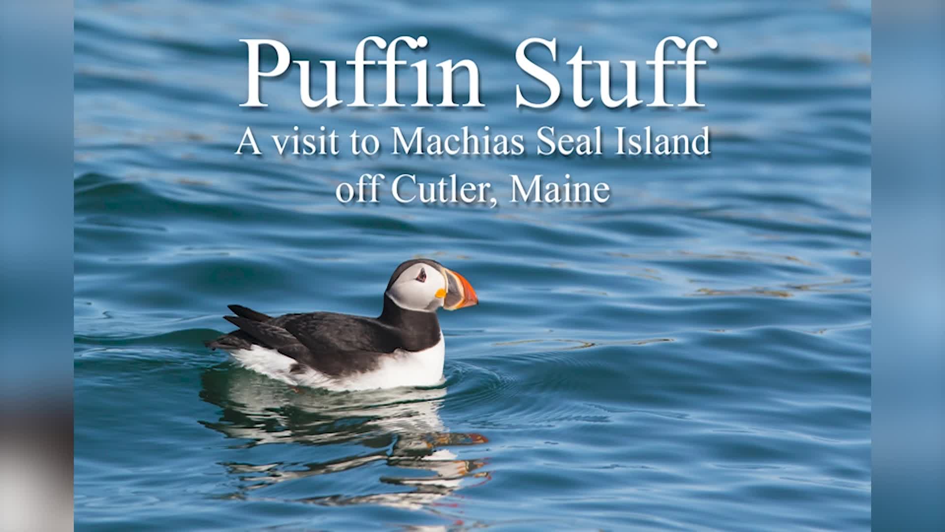 Thumbnail image for Puffins with Photographer Ian Clark
