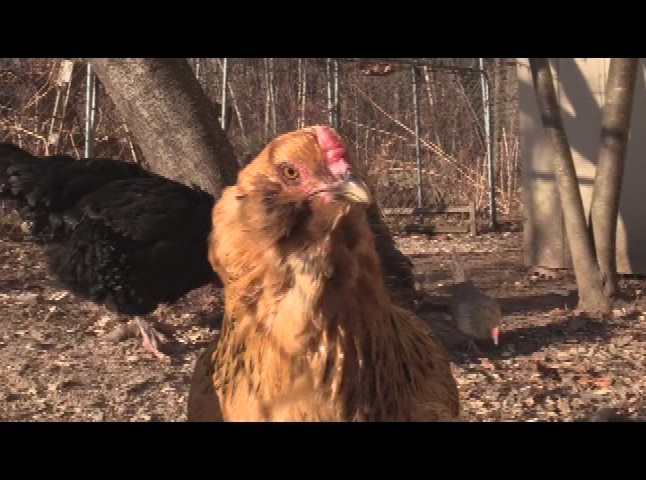 Thumbnail image for Fresh Eggs from Backyard Coops