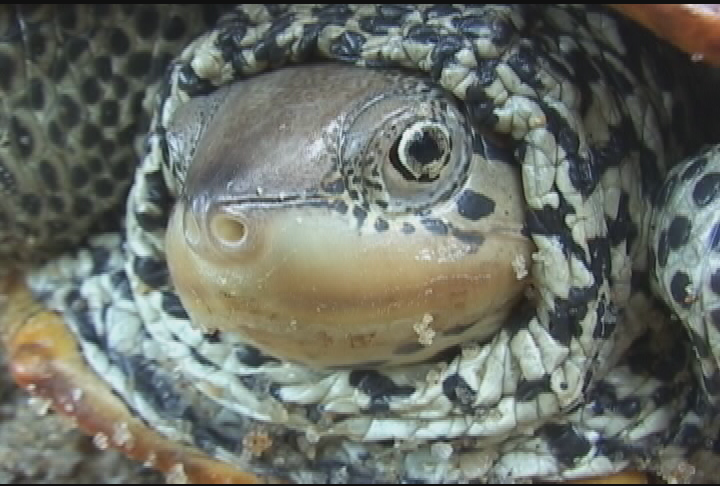 Expedition New england - Diamondback Terrapin