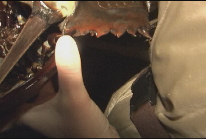 Thumbnail image for Expedition New England - Listening to the Sound