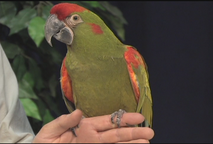 Thumbnail image for Wildlife Encounters 10-11